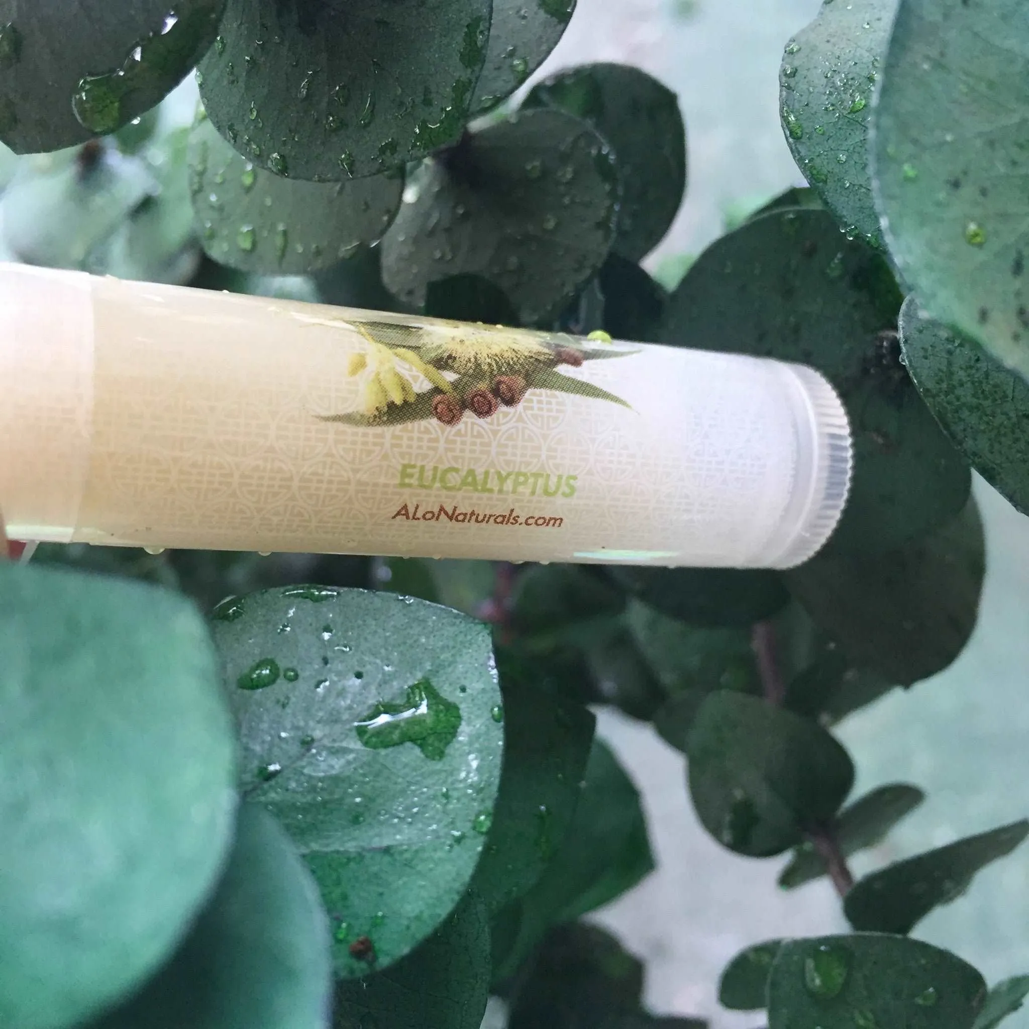 Eucalyptus