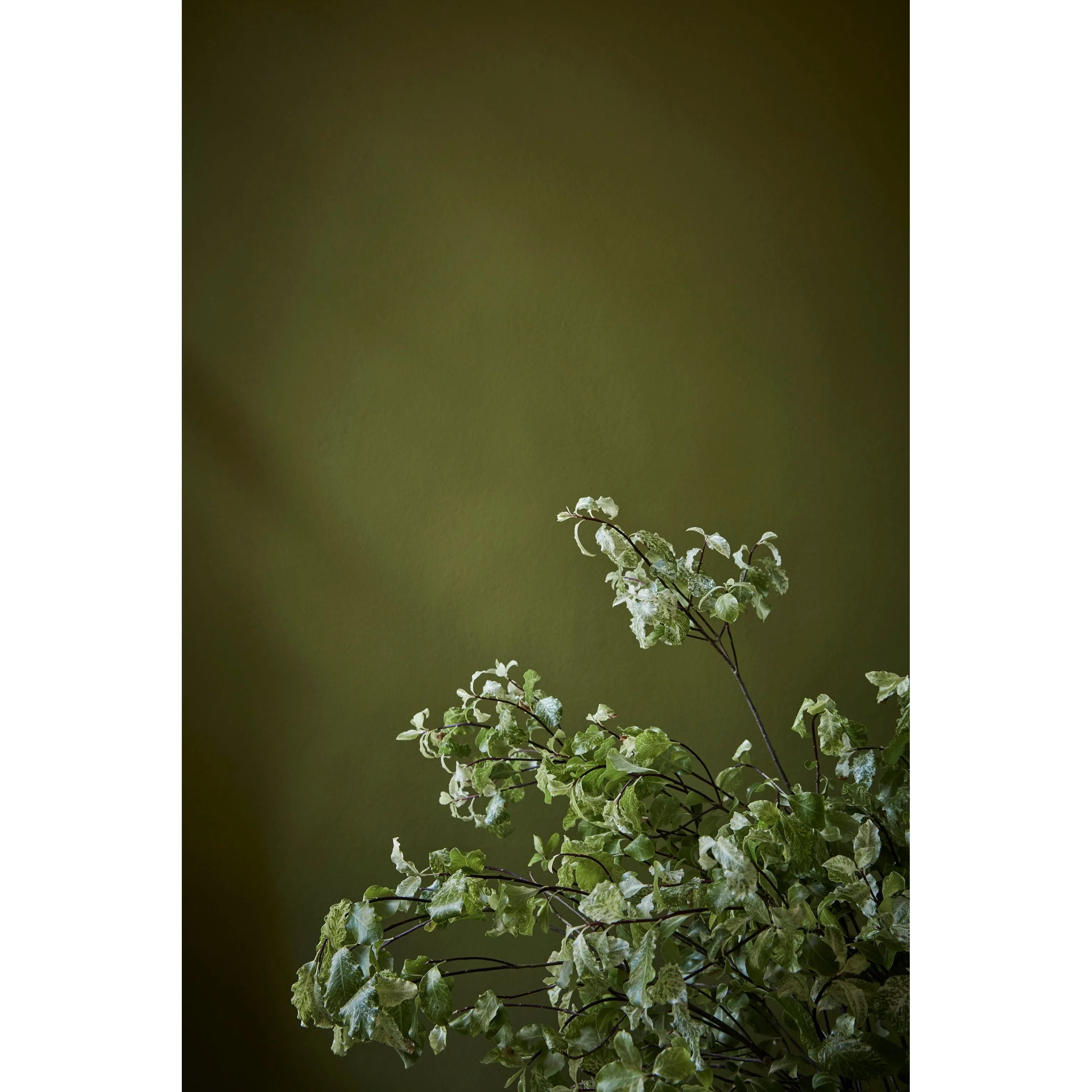 Little Greene Citrine Paint 071